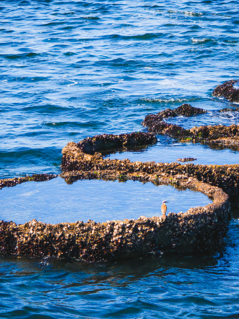 Pássaro pousado sobre formações de corais cercadas pelo mar azul no litoral do Rio de Janeiro.