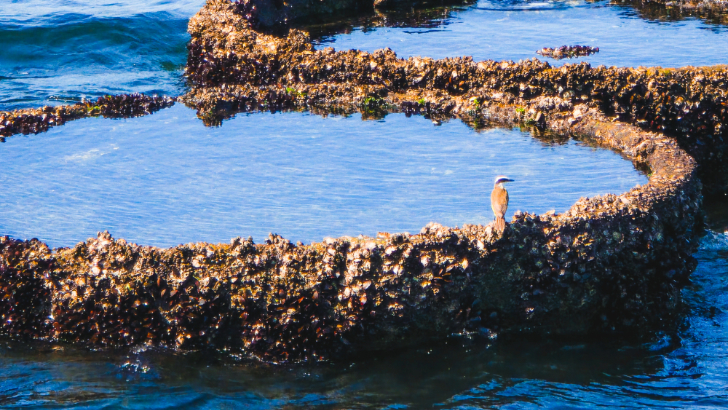 #FeitoComGalaxy: Como fotografar animais, insetos e pequenos detalhes da natureza com o Galaxy S26 Ultra