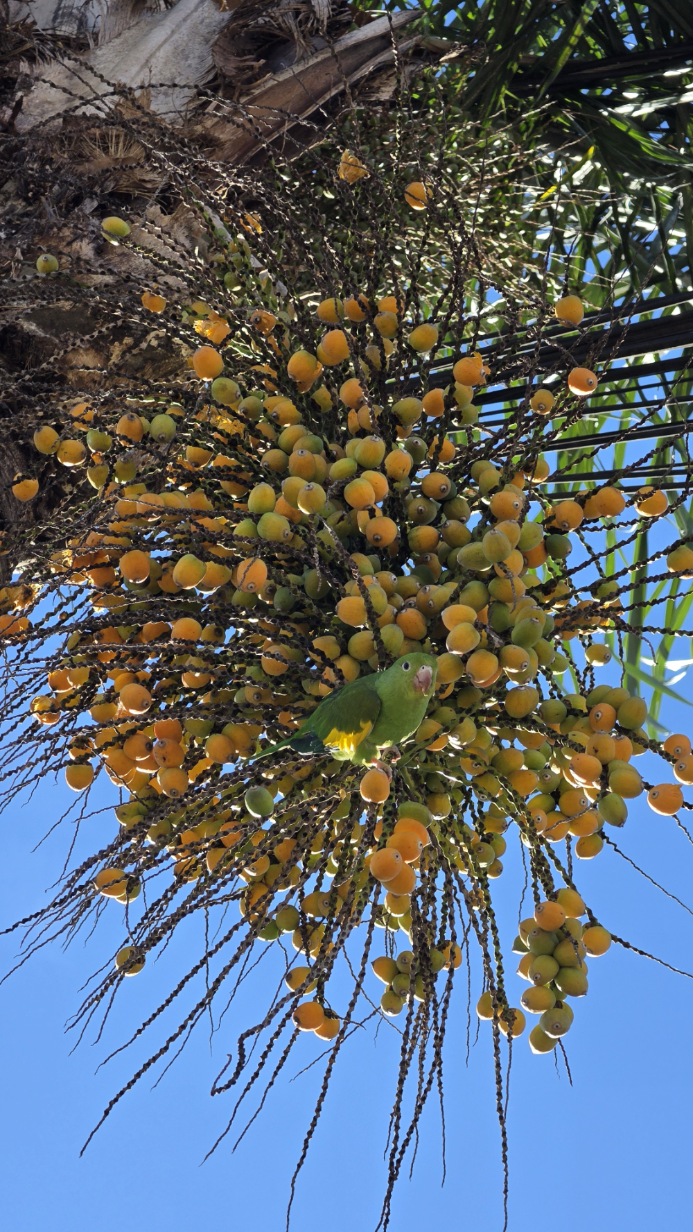 Ave verde pousada em um cacho de frutos amarelos de uma palmeira contra um céu azul.