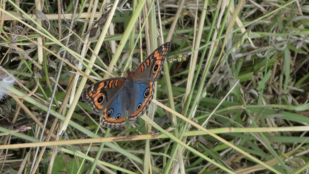 Borboleta de asas abertas pousada entre folhas secas e gramíneas em Ouro Branco (MG). As asas exibem padrões em tons de azul, laranja, preto e bege, com detalhes bem definidos, enquanto a vegetação ao redor permanece visível, contextualizando o ambiente natural. Foto registrada com o Galaxy S26 Ultra por André Rezende para o #FeitoComGalaxy.