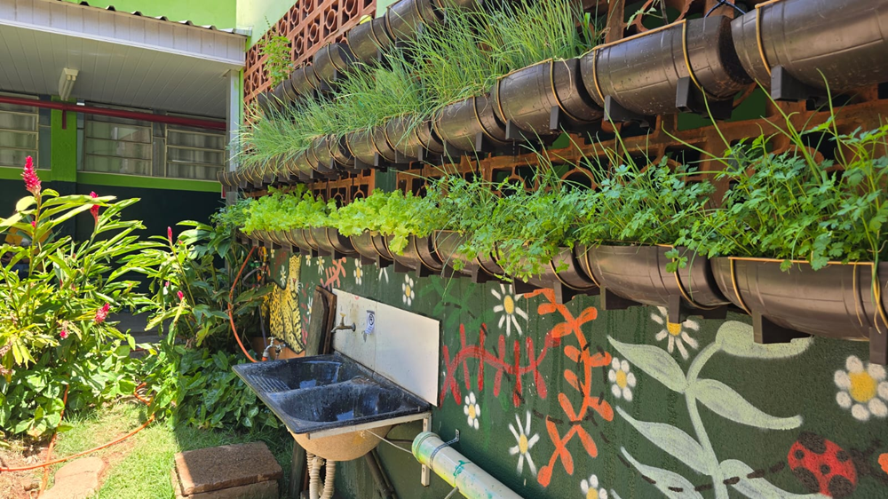 Horta escolar com plantas na parede próximas a um tanque em ambiente externo