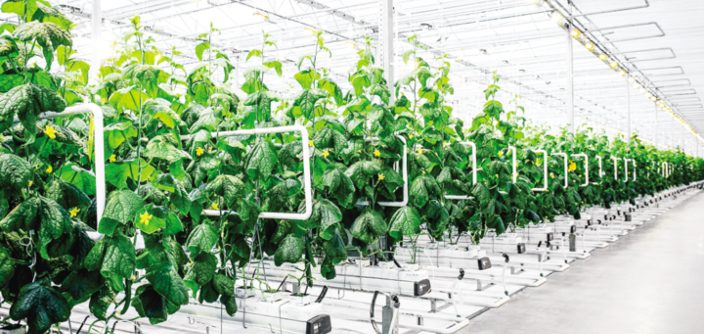 lighting-app-horticulture-feature-04-desktop.jpg