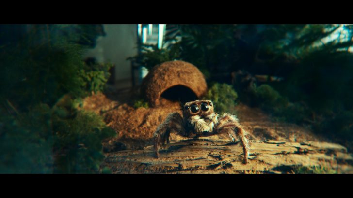 Spider_1.jpg