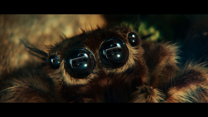 Spider_5.jpg