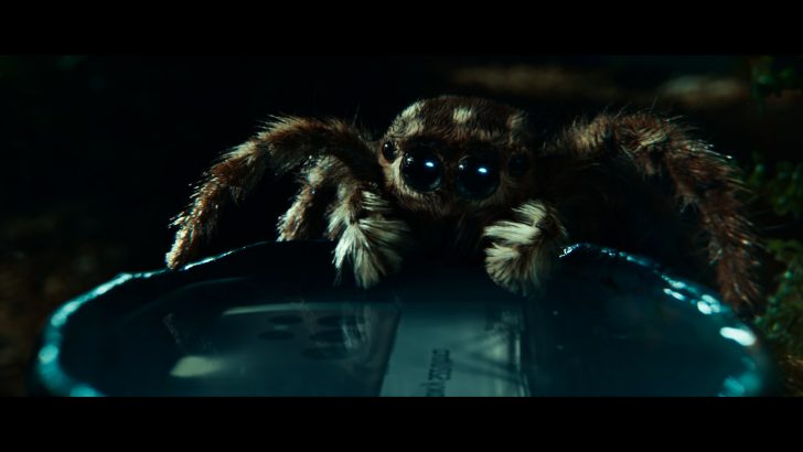 Spider_7.jpg