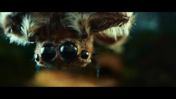 Spider_8.jpg