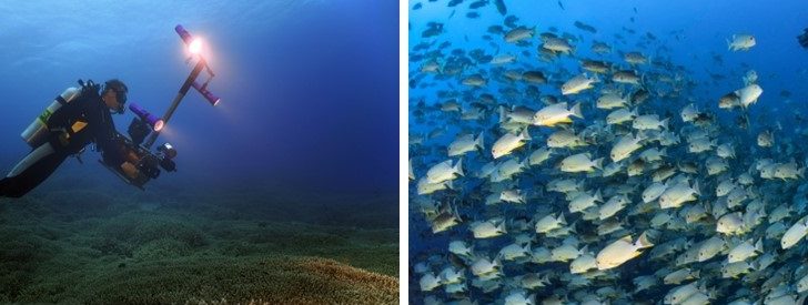 Editorial-Pawel-Achtel-Underwater-Cinematography_main3-F.jpg