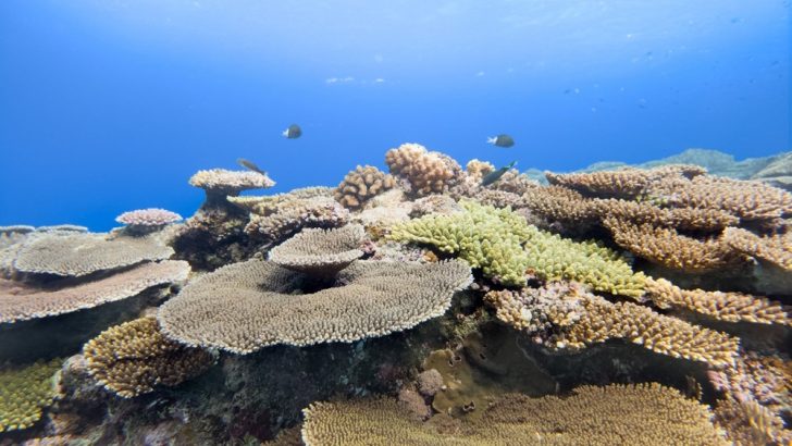 Samsung-Mobile-Galaxy-S26-series-Ocean-Mode-Coral-in-Focus-Engage-for-Good’s-2026-Halo-Awards_main1.jpg
