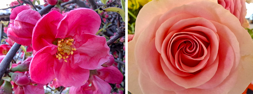 Detailed close-ups taken with Galaxy A57 5G