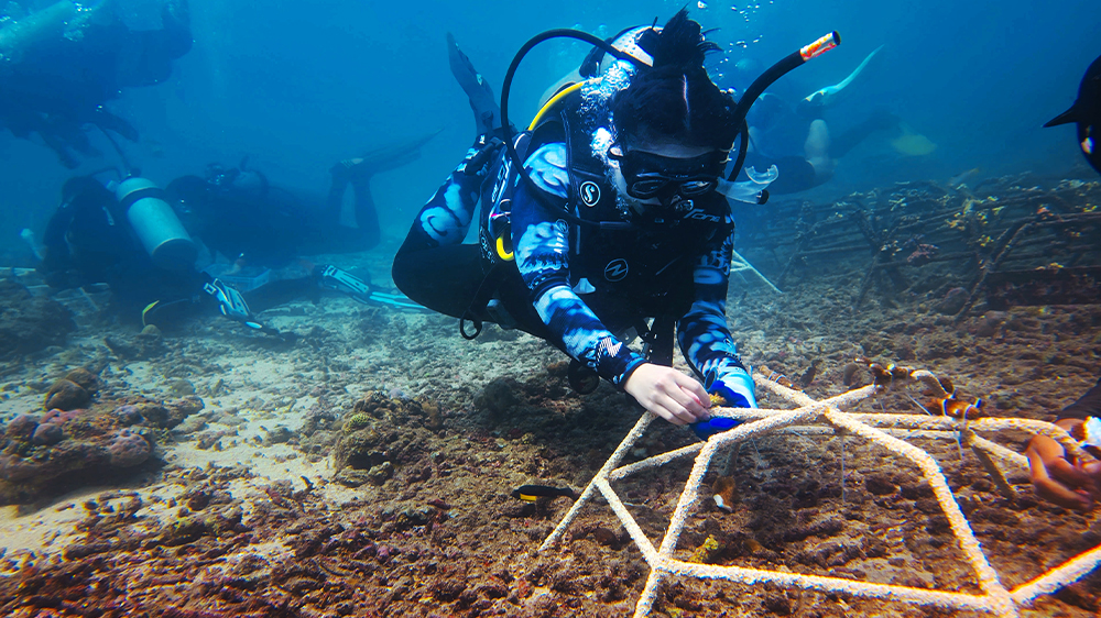 Brigitta and team carefully attach coral fragments to restoration structures, tracking and monitoring growth.
