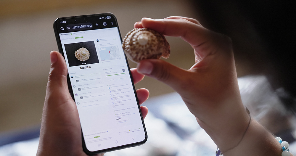 A student uses a species identification app on a Samsung Galaxy phone to identify a shell collected on San Jacinto's coast — technology making field research accessible in real time. 