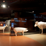 2_UOMO-E-ANIMALI_PARETI-SPECCHIATE.png