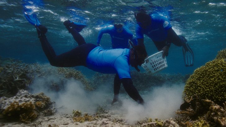Samsung-Mobile-S24-Ultra-Ocean-Mode-A-Collaboration-With-Seatrees_Coral-Reefs_dl2.jpg