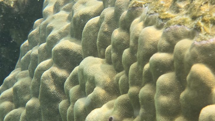 Samsung-Mobile-S24-Ultra-Ocean-Mode-A-Collaboration-With-Seatrees_Coral-Reefs_dl7.jpg