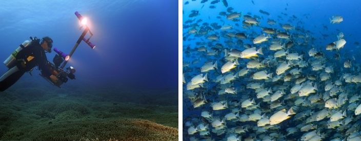 Editorial-Pawel-Achtel-Underwater-Cinematography_main3-F-e1709230658748.jpg