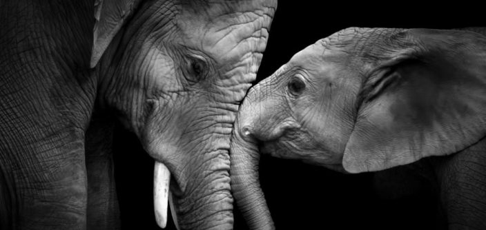 True-Love-e1711553331188.jpg