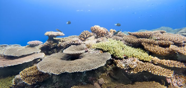 Samsung-Mobile-Galaxy-S26-series-Ocean-Mode-Coral-in-Focus-Engage-for-Good’s-2026-Halo-Awards_dl1.jpg