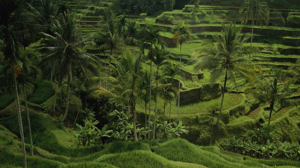 “Rice Fields, Indonesia (2000)”, Stuart Franklin