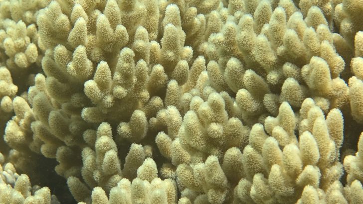 Samsung-Mobile-S24-Ultra-Ocean-Mode-A-Collaboration-With-Seatrees_Coral-Reefs_dl4.jpg