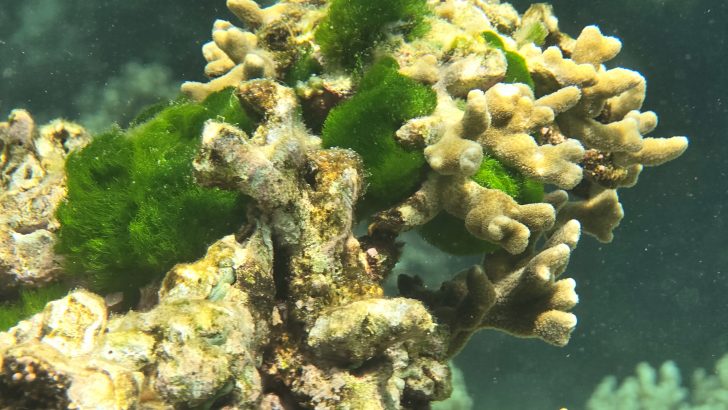 Samsung-Mobile-S24-Ultra-Ocean-Mode-A-Collaboration-With-Seatrees_Coral-Reefs_dl5.jpg