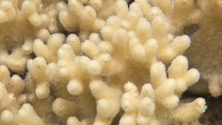 Samsung-Mobile-S24-Ultra-Ocean-Mode-A-Collaboration-With-Seatrees_Coral-Reefs_dl6.jpg