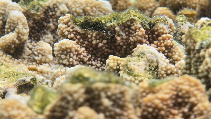 Samsung-Mobile-S24-Ultra-Ocean-Mode-A-Collaboration-With-Seatrees_Coral-Reefs_dl8.jpg