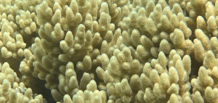 Samsung-Mobile-S24-Ultra-Ocean-Mode-A-Collaboration-With-Seatrees_Coral-Reefs_dl4.jpg