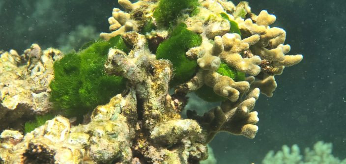 Samsung-Mobile-S24-Ultra-Ocean-Mode-A-Collaboration-With-Seatrees_Coral-Reefs_dl5.jpg