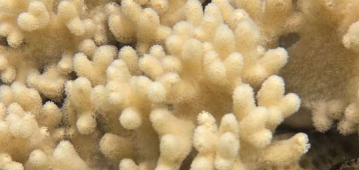 Samsung-Mobile-S24-Ultra-Ocean-Mode-A-Collaboration-With-Seatrees_Coral-Reefs_dl6.jpg