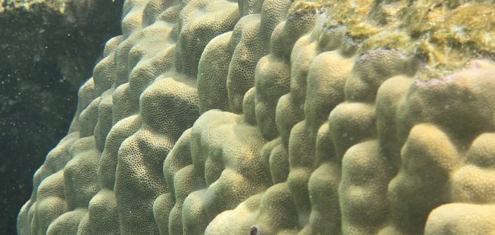 Samsung-Mobile-S24-Ultra-Ocean-Mode-A-Collaboration-With-Seatrees_Coral-Reefs_dl7.jpg