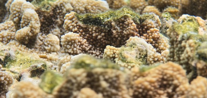 Samsung-Mobile-S24-Ultra-Ocean-Mode-A-Collaboration-With-Seatrees_Coral-Reefs_dl8.jpg