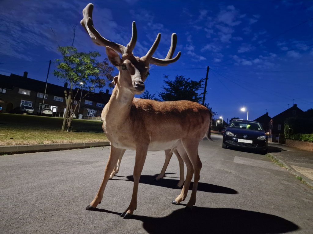 Samsung UK Reveals Britain’s Most Elusive Animals – Samsung Newsroom U.K.