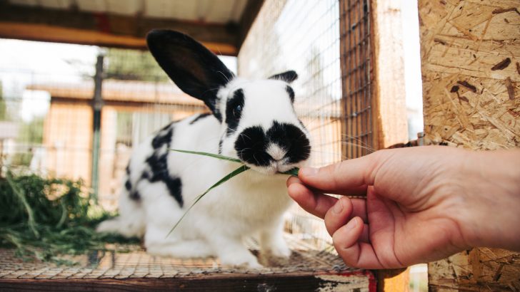 Pet-Living-3.jpg