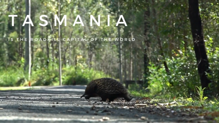 Tasmania.png
