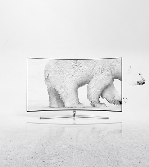 polar bear on TV image